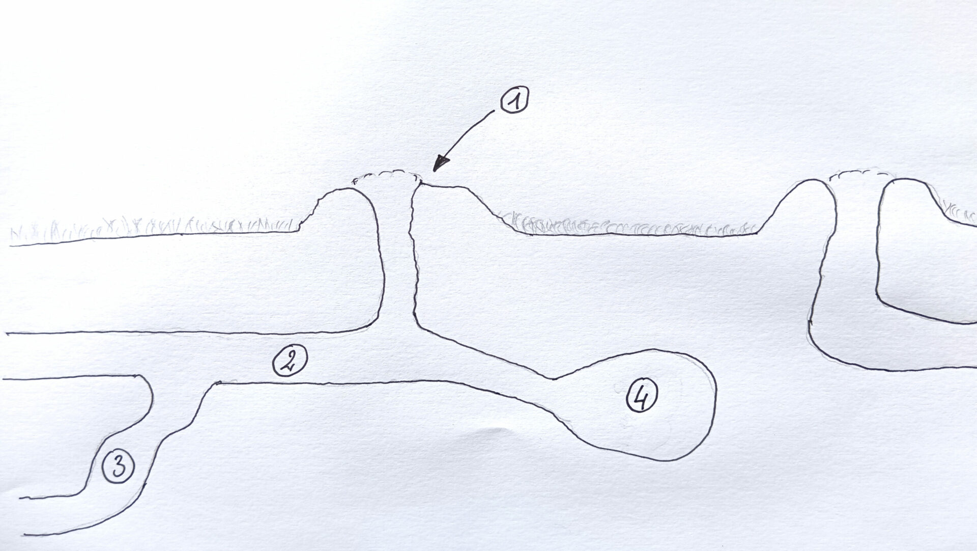 Schéma d'une galerie de taupes