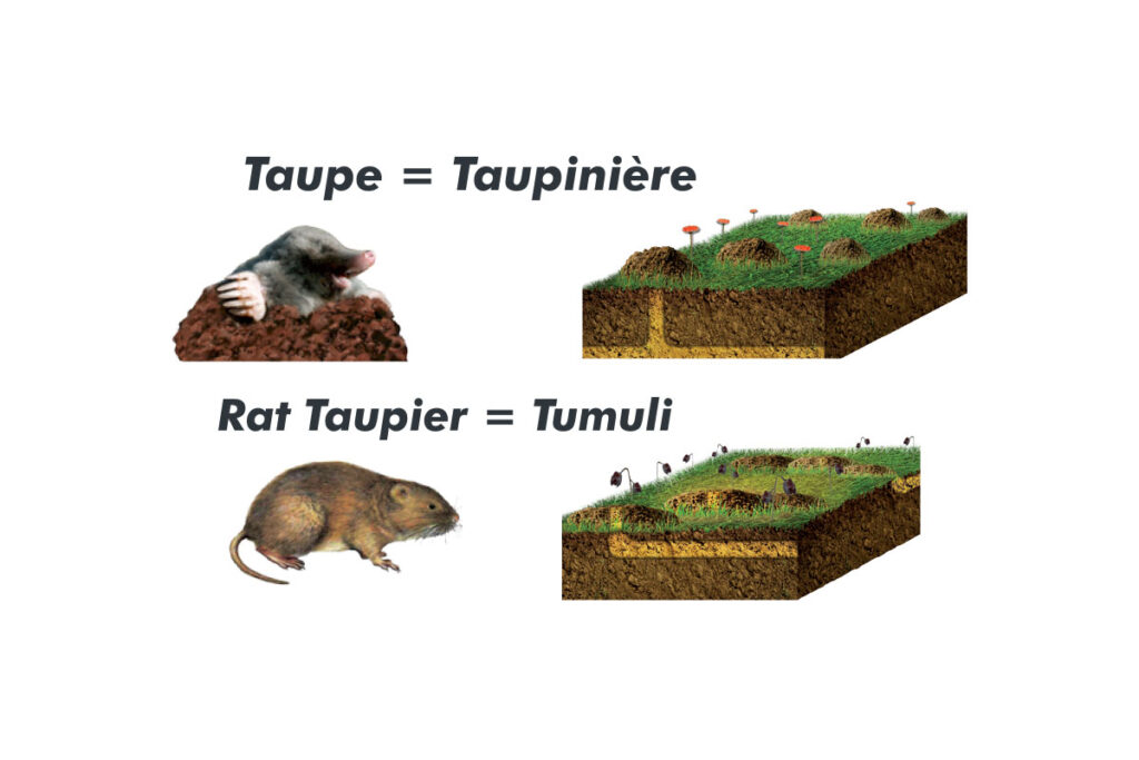 Taupinière de taupe ou de rat taupier comment les reconnaitre ?