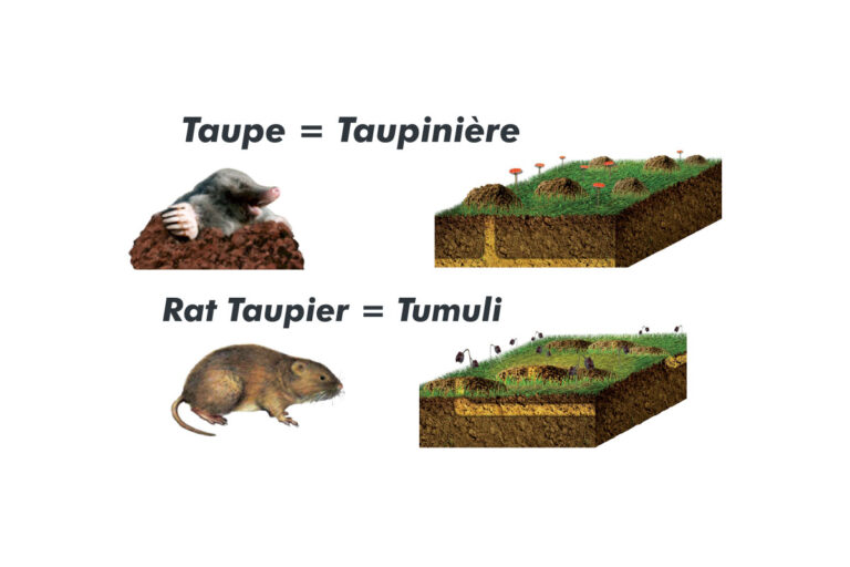 Le Rat Taupier Ou Campagnol Terrestre Le D taupeur le-rat-taupier-ou-campagnol-terrestre-le-d-taupeur